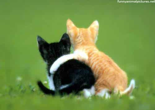 http://aribadler.files.wordpress.com/2011/02/kitten-best-friends.jpg