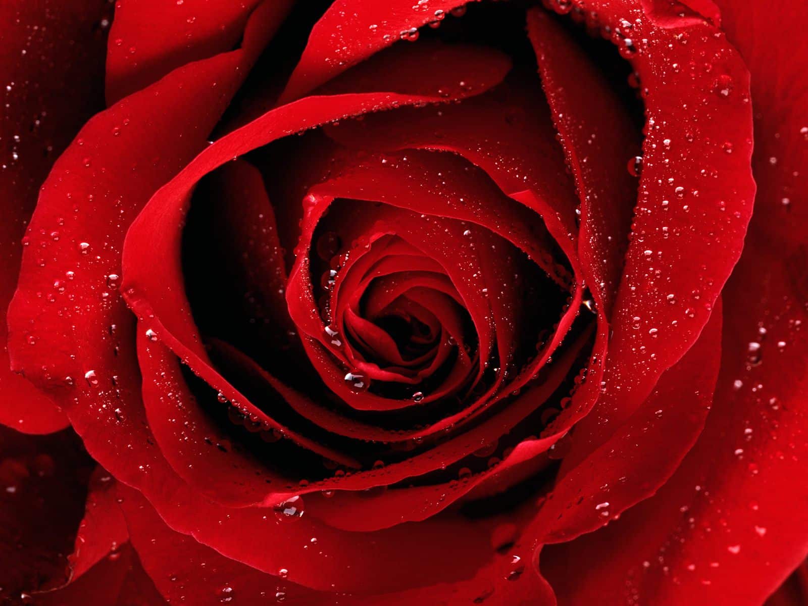 http://2.bp.blogspot.com/-m5BT0GtZM9I/TV5rReZ8U6I/AAAAAAAABbU/nq5Icu0ICNs/s1600/The-best-top-desktop-roses-wallpapers-hd-rose-wallpaper-10-close-up-red-rose.jpg