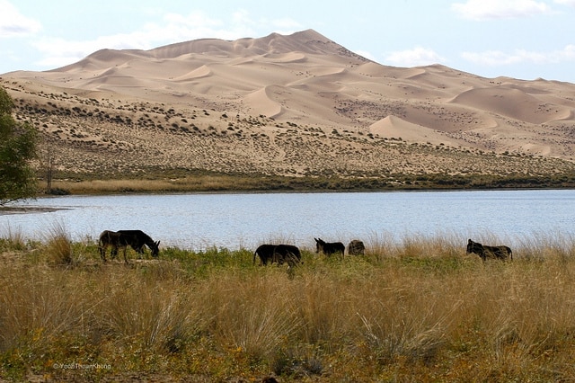 My First Marathon: Mongolia’s Genghis Khan