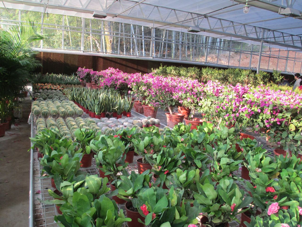 Are You A Hothouse Flower?